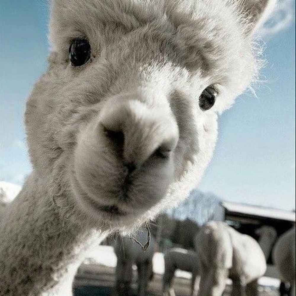 Meet your Posher, Dedra